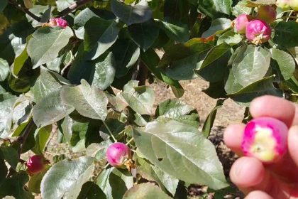 ekim-ayinda-cicek-acan-agaclar-meyve-vermeye-basladi