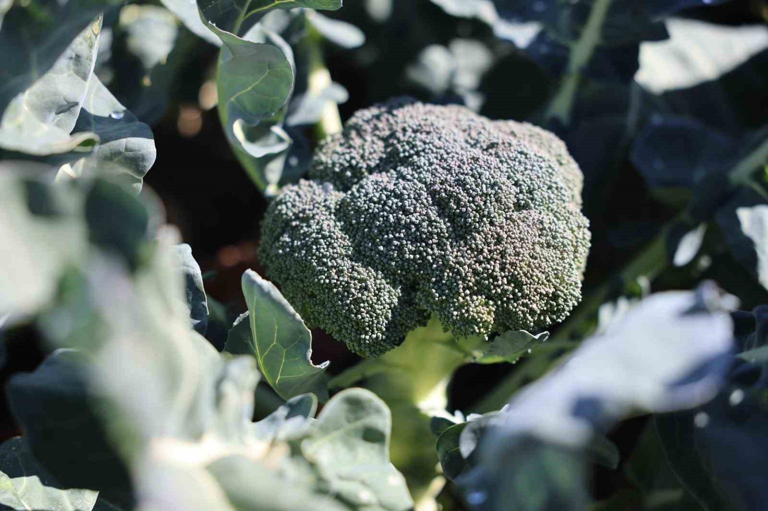 erzurumda-tarimda-yeni-bir-donem-ikinci-urun-brokoli-hasadi-gerceklestirildi