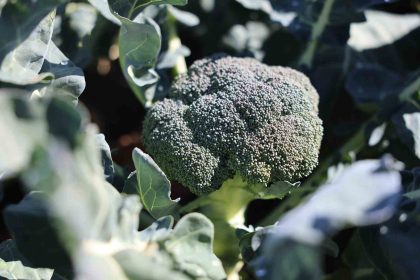 erzurumda-tarimda-yeni-bir-donem-ikinci-urun-brokoli-hasadi-gerceklestirildi