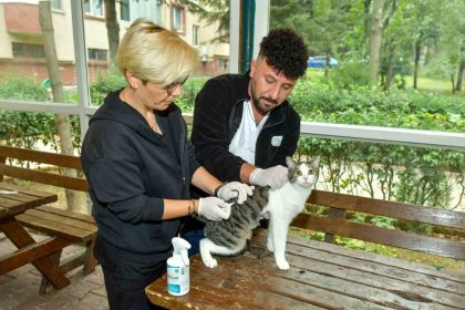 esenyurtta-sokak-kedilerine-parazit-uygulamasi-hem-hayvan-sagligina-hem-toplum-sagligina-katki