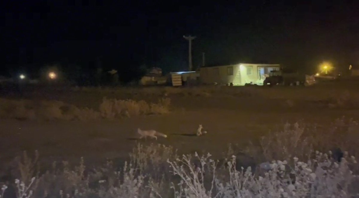 karsta-havalar-sogudu-tilkiler-koye-indi