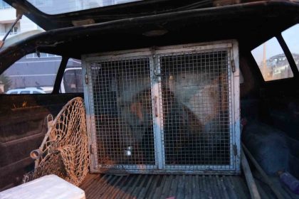 kastamonuda-ilcenin-maskotu-haline-gelen-yavru-ayilar-koruma-altina-alindi