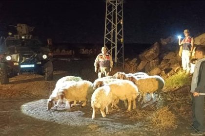 kiliste-kaybolan-11-koyun-jandarma-ekiplerince-bulundu