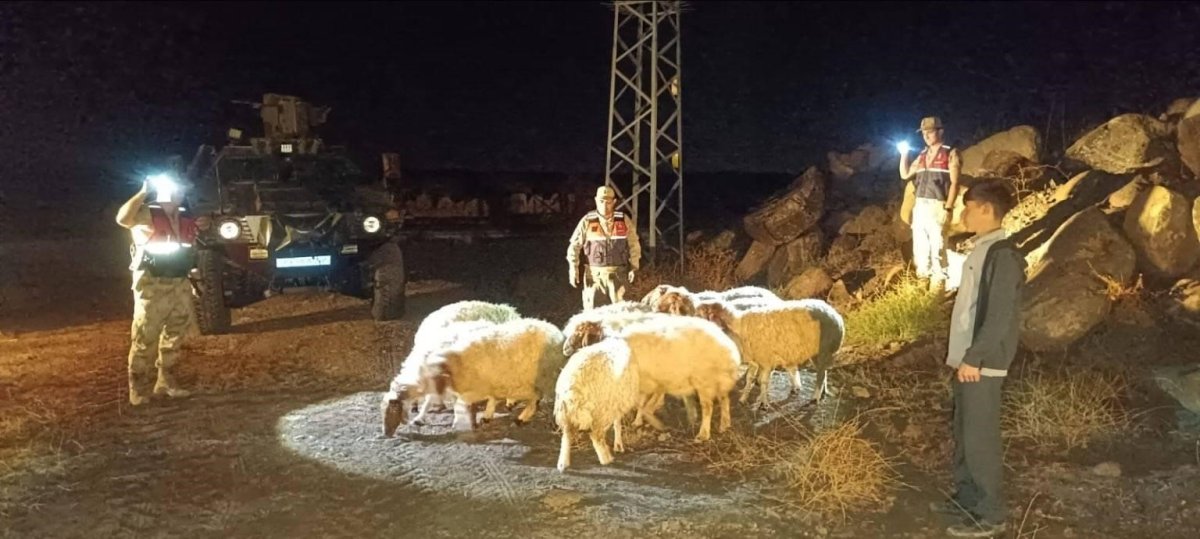 kiliste-kaybolan-11-koyun-jandarma-ekiplerince-bulundu