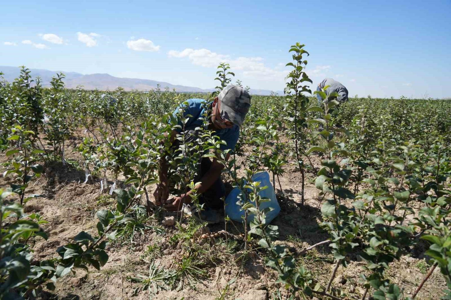 nigde-elma-fidani-uretiminde-turkiyenin-onculeri-arasinda