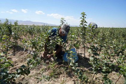 nigde-elma-fidani-uretiminde-turkiyenin-onculeri-arasinda