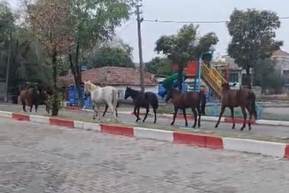 tekirdagda-basibos-atlar-trafigi-tehlikeye-soktu