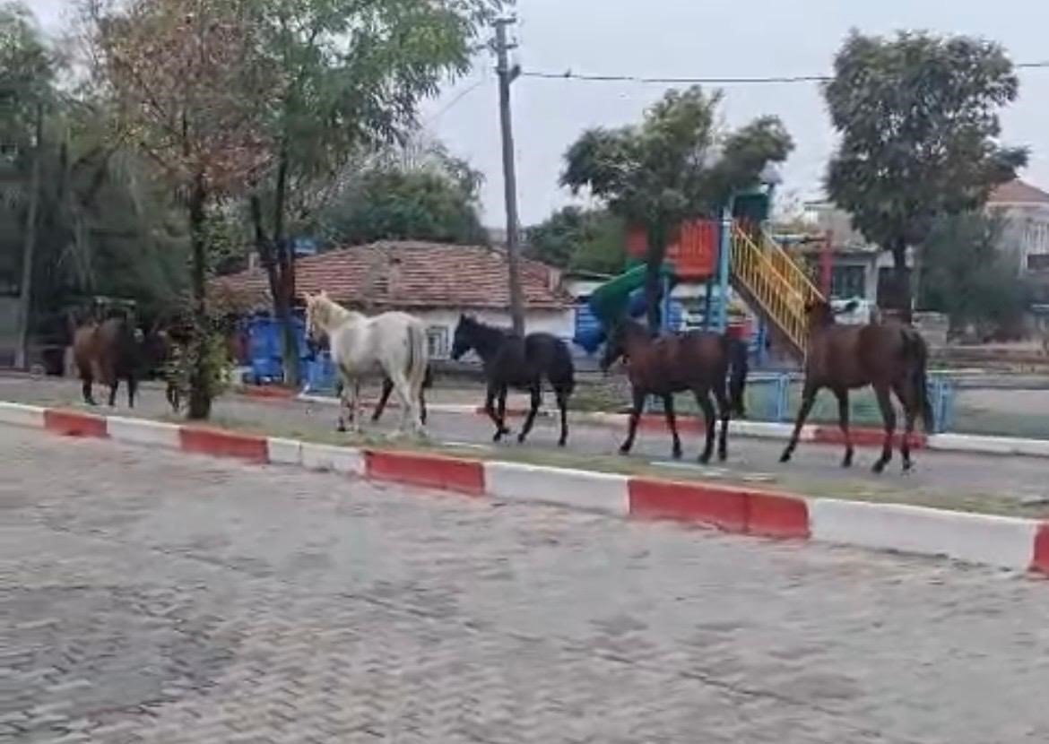tekirdagda-basibos-atlar-trafigi-tehlikeye-soktu