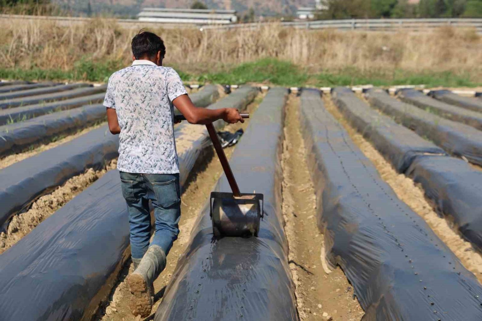 aydinda-kis-cilegi-hazirliklari-basladi