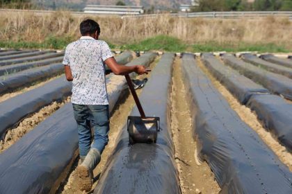 aydinda-kis-cilegi-hazirliklari-basladi