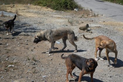basibos-kopekler-yaban-hayati-ve-trafik-guvenligini-tehdit-ediyor