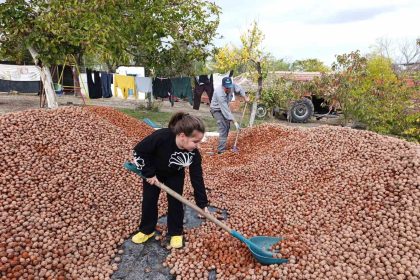 devletten-49-yilligina-bedelsiz-kiralanan-arazilerde-ceviz-bereketi