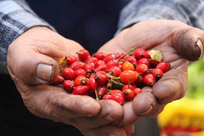 dikenlerin-arasinda-zahmetle-toplanan-kusburnuna-ragbet-artti