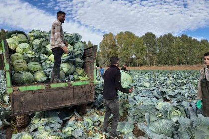 erciste-lahana-hasadi-basladi