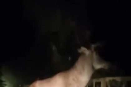 karabuk-ormanlarinda-erkek-geyik-ve-karaca-goruntulendi