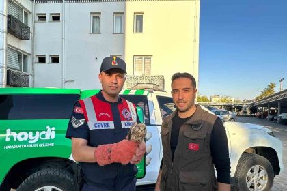 kiliste-yarali-halde-bulunan-kerkenez-kusu-koruma-altina-alindi