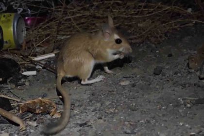 nesli-tukenme-tehlikesindeki-arap-tavsani-goruntulendi