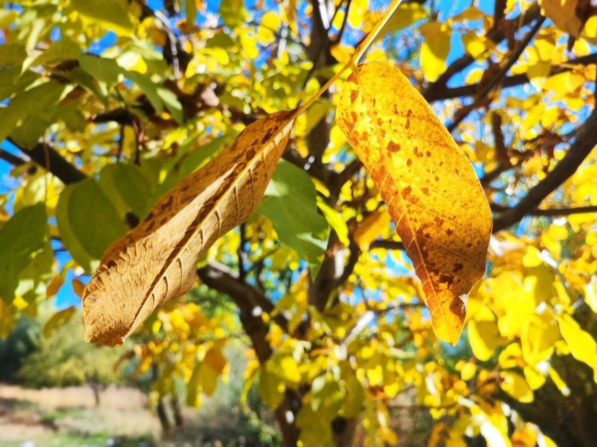 sonbaharda-agaclarda-renk-cumbusu