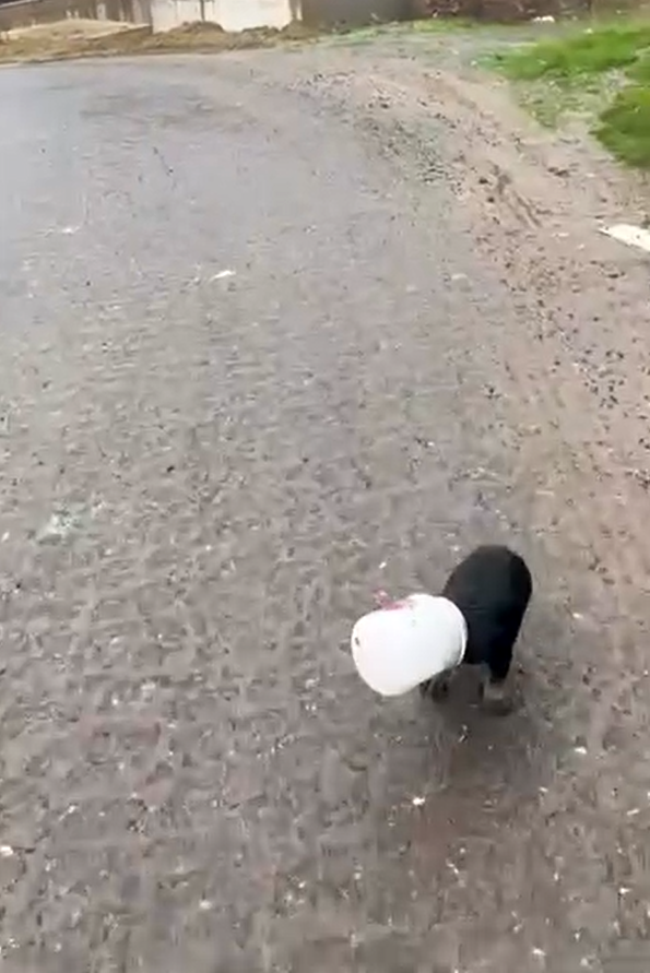 yalovada-kamyon-surucusu-kafasi-plastik-kaba-sikisan-yavru-kopegi-kurtardi