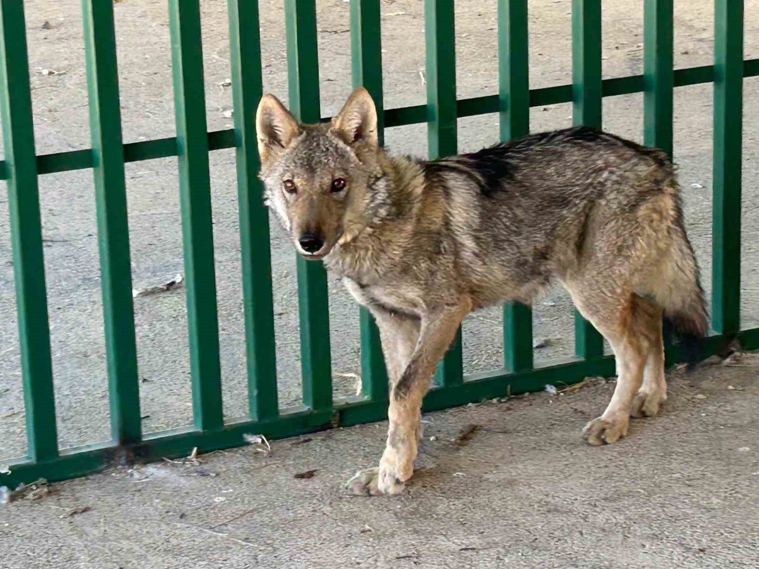 zincire-vurulmus-halde-bulunan-kurt-rehabilite-ediliyor