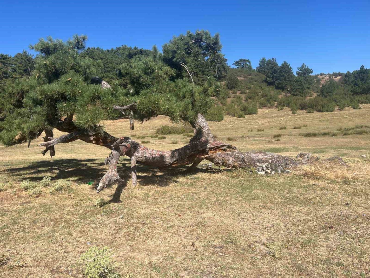 asirlik-camin-yasam-mucadelesi