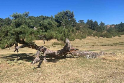 asirlik-camin-yasam-mucadelesi