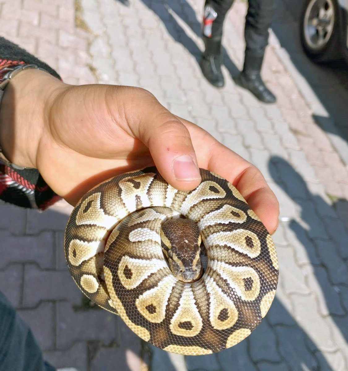 cebinden-yavru-piton-yilani-cikti