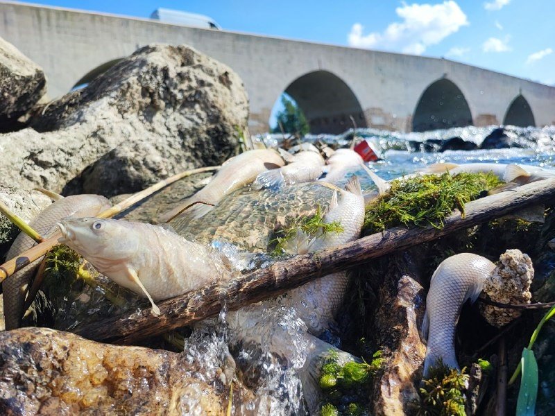 ceyhan-nehrindeki-kirlilik-baliklari-telef-etti