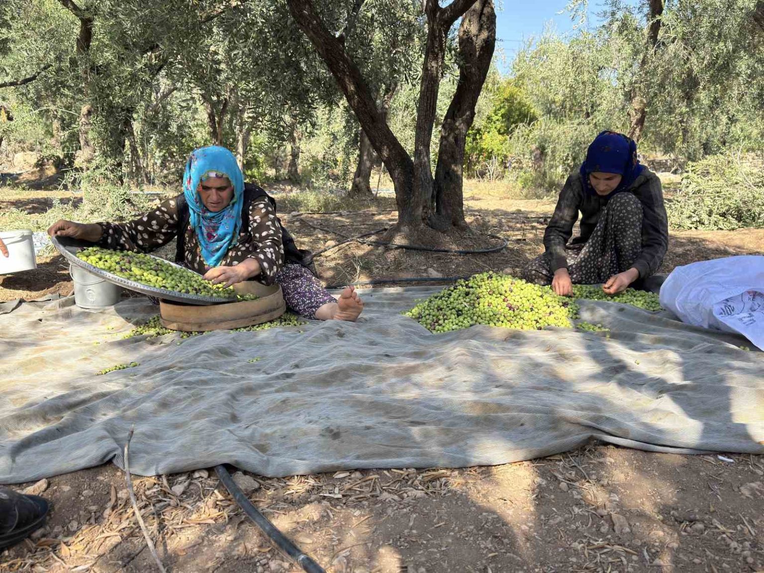 cografi-isaretli-derik-zeytininde-hasat-basladi