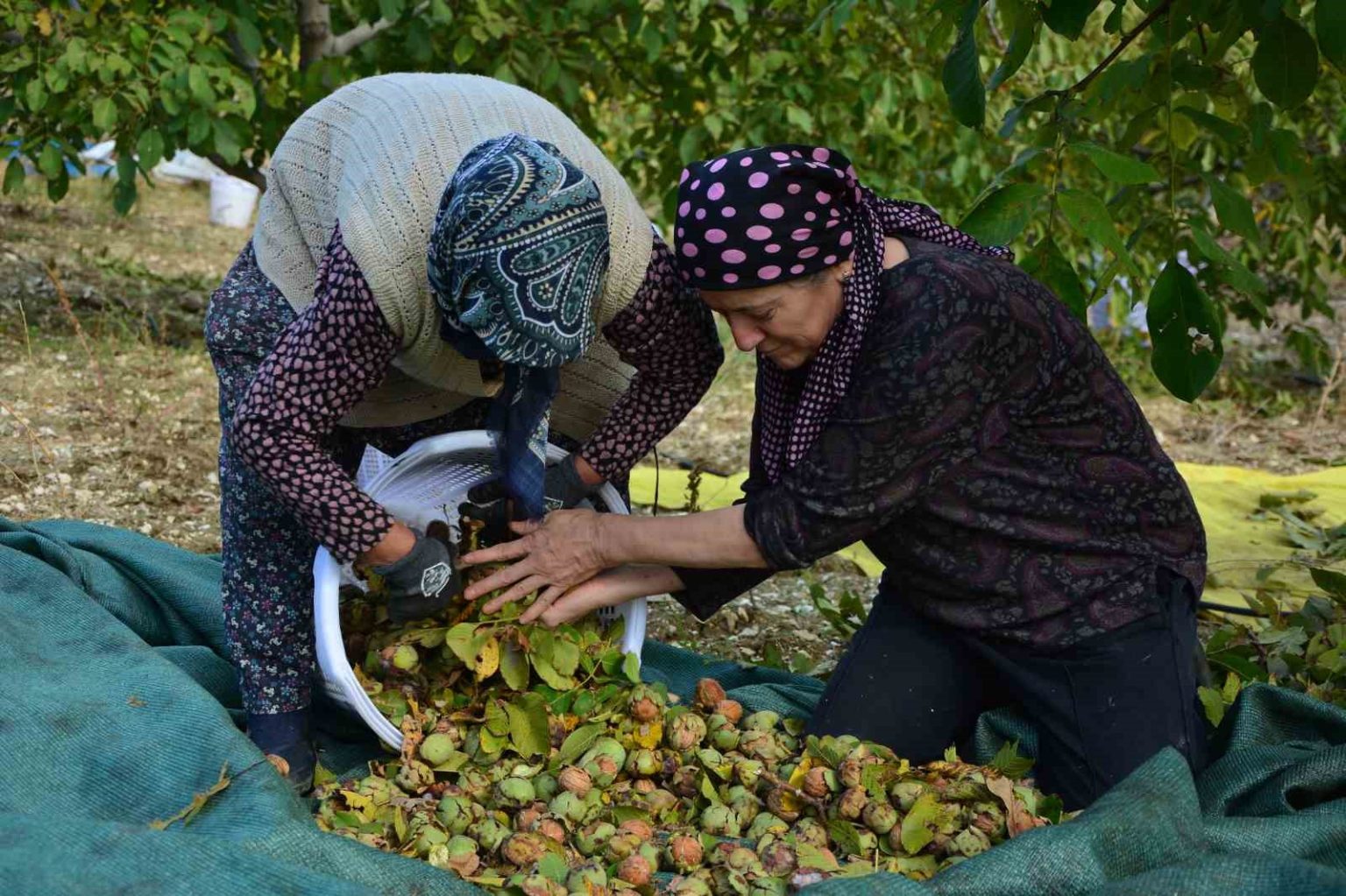 demircide-ceviz-hasadina-baslandi