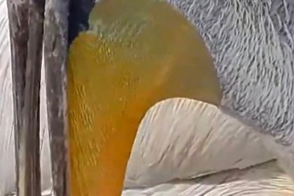 dkmp-turkiyenin-kus-cenneti-manyasta-tepeli-pelikanlarin-yuvalarinda-hayat-yeniden-basliyor