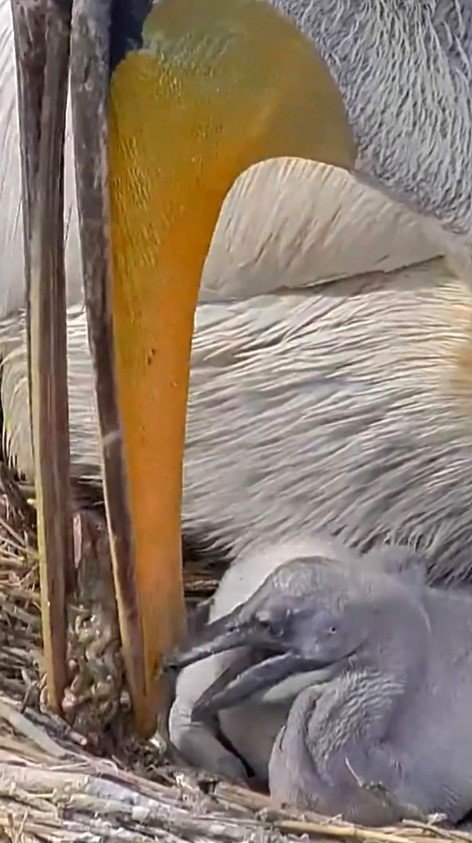 dkmp-turkiyenin-kus-cenneti-manyasta-tepeli-pelikanlarin-yuvalarinda-hayat-yeniden-basliyor