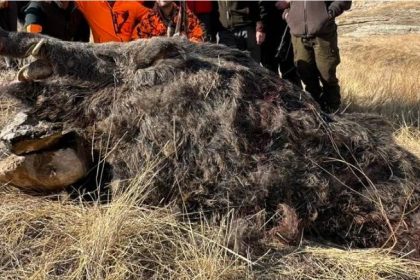 elazigda-avcilar-250-kiloluk-domuz-avladi