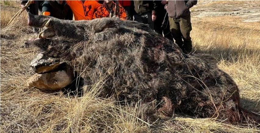 elazigda-avcilar-250-kiloluk-domuz-avladi