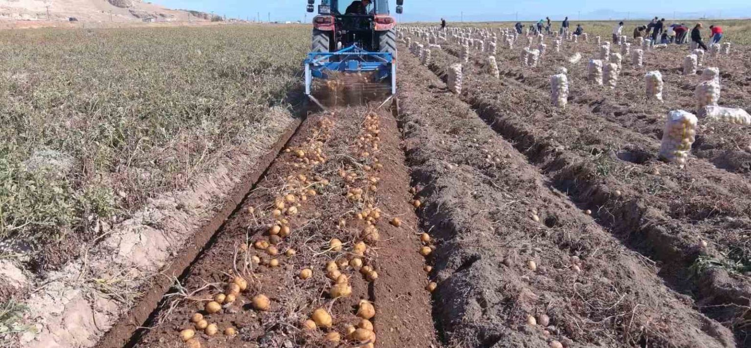 erciste-patates-hasadi-basladi