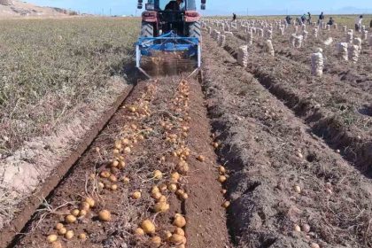 erciste-patates-hasadi-basladi