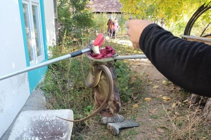 eve-giren-yilan-panige-neden-oldu