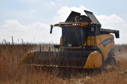 konya-ovasinda-kenevir-hasadi