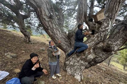 kovanlarindan-kacan-firari-arilarin-izini-surup-toroslardaki-dogal-kovanlari-buluyorlar