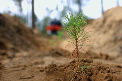 kullerinden-dogan-ormanlar-yanan-alanlar-ozel-dikim-teknigiyle-yeniden-yeseriyor