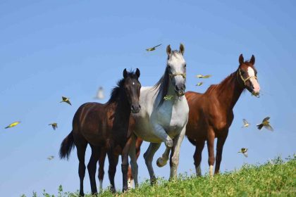 milyonluk-taylar-gorucuye-cikmaya-hazirlaniyor