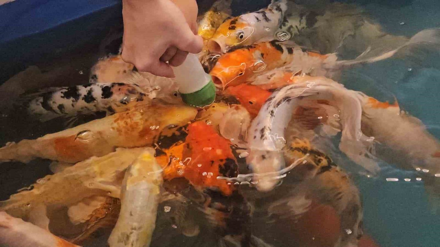 minikler-hem-eglendi-hem-de-biberonla-balik-besledi