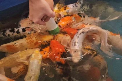 minikler-hem-eglendi-hem-de-biberonla-balik-besledi