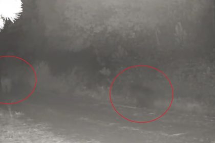 ormanda-yiyecek-arayan-anne-ayi-ve-yavrusu-fotokapanda