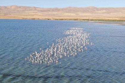 van-golu-havzasi-flamingolarla-renkleniyor