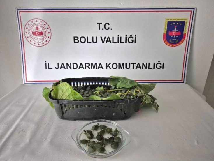 yolcu-otobusunde-500-yasakli-su-kaplumbagasi-ele-gecirildi