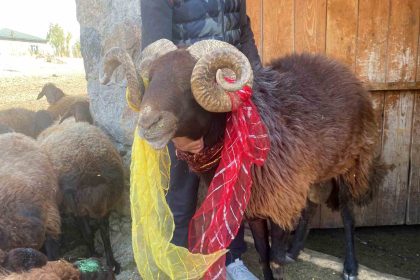 yuzyillik-koc-katimi-gelenegi-agrida-yasatiliyor