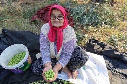zeytin-hasadina-asirlik-agaclardan-baslandi