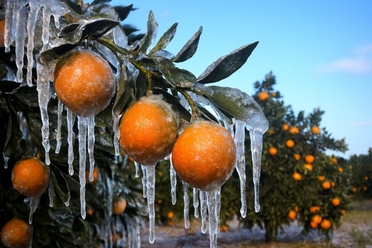 adanada-ureticilere-717-milyon-tl-zirai-don-odemesi