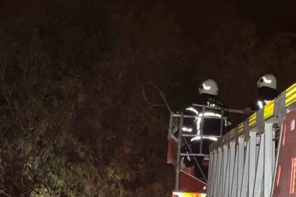 agacta-sikisan-kediyi-itfaiye-kurtardi